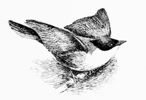 ORPHEAN WARBLER (Sylvia orphea)

Arrives end of April; hardly so brilliant a songster as its specific
title would import.