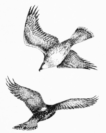 BONELLI’S EAGLES SOARING AROUND EYRIE

Note white patch in centre of back, between the wings.