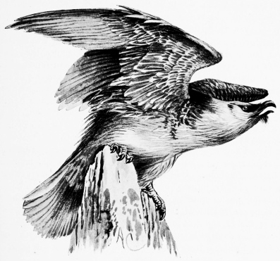 Types of Spanish Bird-Life

LAMMERGEYER (Gypaëtus barbatus)

Whose home is in the wildest Sierras&mdash;a weird dragon-like bird-form;
expanse, 9 feet.

[Formerly reputed to carry off babies to its eyrie.]
