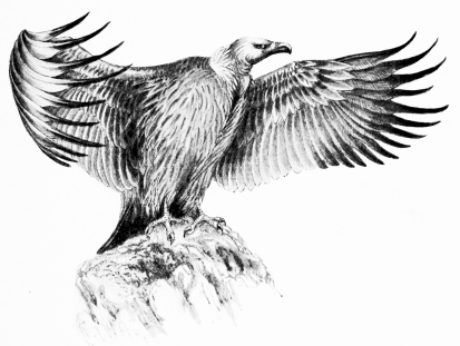 Types of Spanish Bird-Life

GRIFFON VULTURE (Gyps fulvus)

Abounds all over Spain: sketched while drying his wings after a
thunderstorm, in the Sierra de San Cristobal, Jerez.