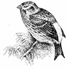 Types of Spanish Bird-Life

SERIN (Serinus hortulanus)

A true European canary, but its song is harsh and hissing.
