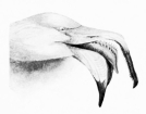 HEAD OF FLAMINGO

Showing the spikes on tongue and lamellae on mandibles.

[The beak had to be forced open.
