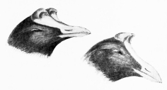 HEAD OF CRESTED COOT

The frontal plate is concave, whereas in the common coot it is convex.