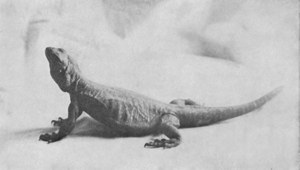 DESERT LIZARD, CHUCAWALLA, CLOSELY AKIN TO THE GILA
MONSTER
