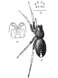 Figs. 20, 21, 22. Geotrecha
crocata.&mdash;22,
female enlarged
four times. 20, eyes
seen from in front.
21, maxill&aelig;, labium,
and ends of mandibles
from below.
