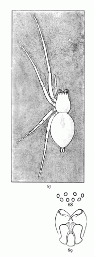 Figs. 67, 68, 69. Chiracanthium viride.&mdash;67,
female enlarged four times. 68, eyes
from in front. 69, maxill&aelig;, labium,
and mandibles from below.