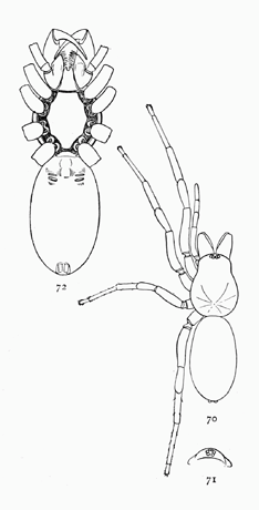 Figs. 70, 71, 72. Dysdera interrita.&mdash;70, enlarged
four times. 71, head and eyes from in front.
72, under side enlarged six times.