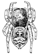Fig. 119. Attus palustris,
enlarged six times.