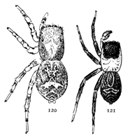 Figs. 120, 121. Saitis pulex.&mdash;120, female.
121, male. Both enlarged six times.