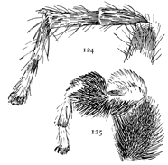 Figs. 124, 125. Third and first legs of male Habrocestum auratum. &mdash;124, third leg. 125, first leg.