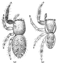 Figs. 140, 141. Dendryphantes militaris.&mdash;140, female.
141, male. Both enlarged six times.