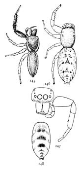 Figs. 145, 146, 147, 148. Icius palmarum.&mdash;145,
male. 146, female. Both enlarged
six times. 147, front of head of
male. 148, abdomen of female to show
a variety of marking.