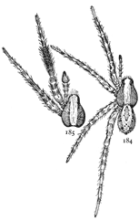 Figs. 184, 185. Lycosa ocreata.&mdash;184,
female enlarged eight
times. 185, cephalothorax
and front legs of male.