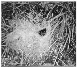 Fig. 222. Web of Agalena n&aelig;via in
short grass on the side of a hill, seen from the side.
The spider stands in its usual place at the mouth of its tube. Half the real size.