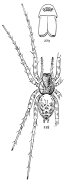 Figs. 228, 229. Tegenaria derhamii.&mdash;228,
female enlarged four
times. 229, front of head.