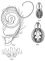 Figs. 270, 271, 272, 273.
Theridium spirale.&mdash;270,
male. 271, female.
Both enlarged
eight times. 272, end
of palpus of male.
273, epigynum.