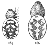Fig. 285.
     Fig. 286.