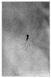 Fig. 305. Pholcus phalangioides.&mdash;A
young female in a natural position
hanging in its web.