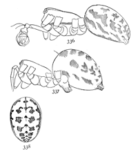 Figs. 336, 337, 338. Linyphia
nebulosa.&mdash;336,
male. 337, female enlarged
twelve times.
338, markings of back
of abdomen.