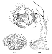 Figs. 339, 340, 341. Linyphia nebulosa.&mdash;339,
palpus of male. 340, epigynum from below.
341, epigynum from the right side.