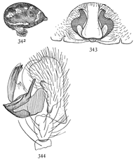 Figs. 342, 343, 344. Linyphia
minuta.&mdash;342, side
of abdomen of female.
343, epigynum. 344, end
of palpus of male.