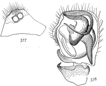Figs. 377, 378. Ceratinopsis
interpres.&mdash;377, head of male. 378,
end of palpus of male.