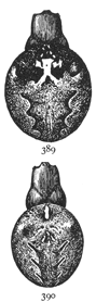 Figs. 389, 390.&mdash;389,
Epeira angulata.
390, Epeira silvatica.
Both enlarged
twice.