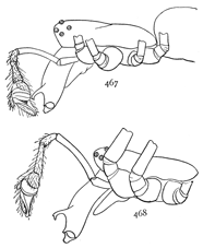 Figs. 467, 468. Cephalothorax, mandibles, and
palpus of male.&mdash;467, Tetragnatha laboriosa.
468, Tetragnatha straminea.