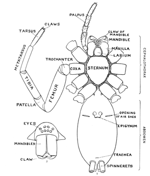 Fig. 1.Diagram of the under side of a spider, with the legs removed except one.
Fig. 2.Front of head, showing the eyes and mandibles.