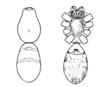 Fig. 23.Fig. 24.
Geotrecha bivittata.&mdash;Upper
and under views of female
enlarged four times.