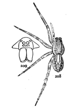 Figs. 208, 209.
Pirata piraticus.&mdash;208,
female enlarged
three
times. 209,
front of head.