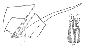 Figs. 300, 301. Argyrodes fictilium.&mdash;300, female enlarged eight times.
301, top of the cephalothorax.