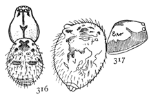 Figs. 316, 317. Ero thoracica.&mdash;316,
back of female enlarged eight times.
317, side of female.