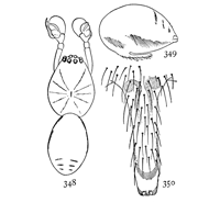 Figs. 348, 349, 350. Linyphia insignis.&mdash;348,
female enlarged
twelve times. 349, side of abdomen
of female. 350, epigynum.