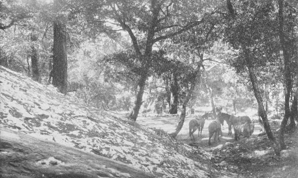 Saddle Horses at Alpine Tavern, Ready for the Trip to
the Summit of Mount Lowe.
