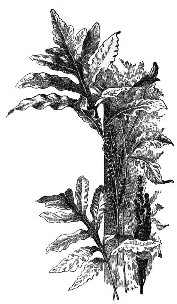 Sensitive Fern