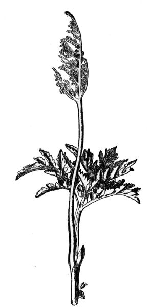PLATE VIII
TERNATE GRAPE FERN