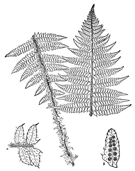 PLATE XXXIV
BRAUNS HOLLY FERN