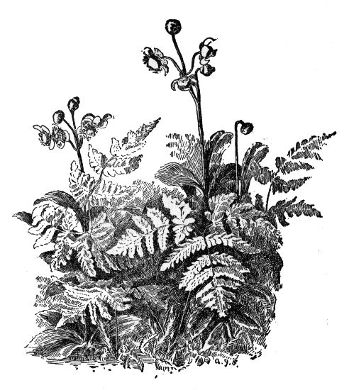 PLATE XXXVI
OAK FERN