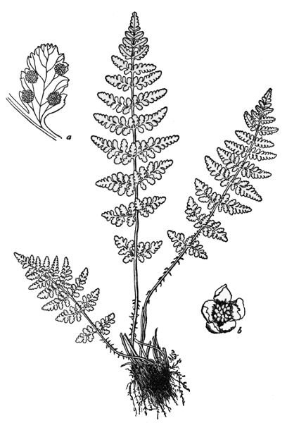 PLATE XL
BLUNT-LOBED WOODSIA
