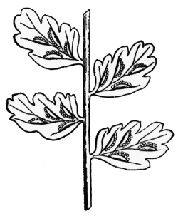 Fertile pinn�