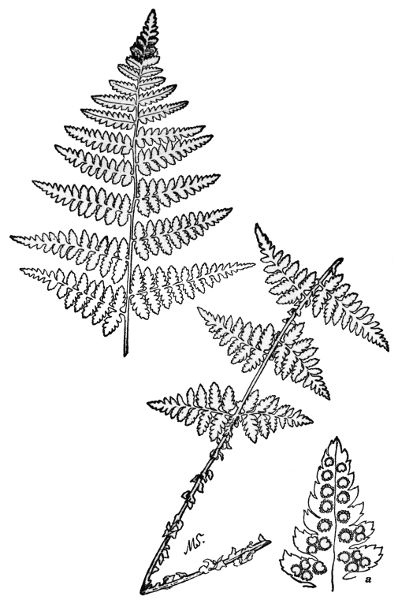 PLATE XXVIII
BOOTTS SHIELD FERN