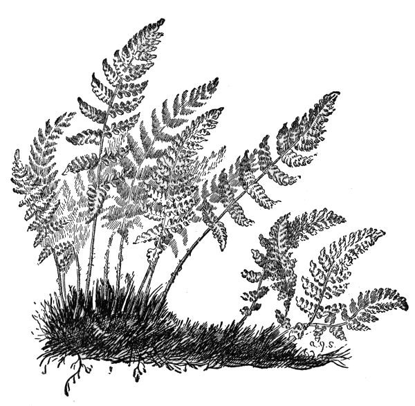 PLATE XXXIX
RUSTY WOODSIA