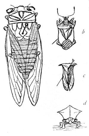 Fig. 137. a, Cicada. b, Stink-bug. c, Leaf-hopper. d, Leaf-hopper&mdash;front view.