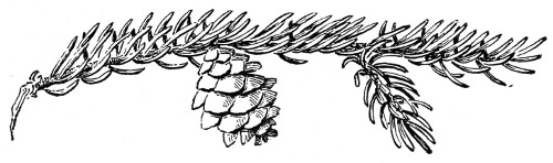 Fig. 242.&mdash;Black spruce. Half natural size.