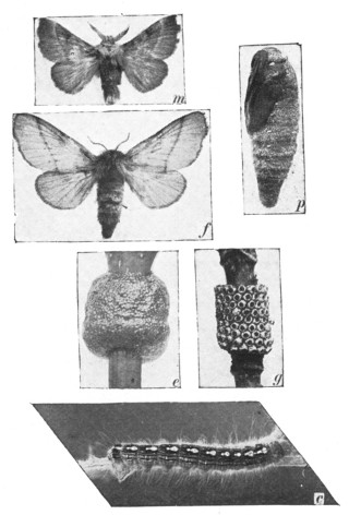 Fig. 352. The life-story of an insect, the
forest tent caterpillar. m, male moth; f,
female; p, pupa; e, egg-ring recently laid;
g, hatched egg-ring; c, caterpillar. Moths
and caterpillars are natural size, and eggs
and pupa are slightly enlarged.