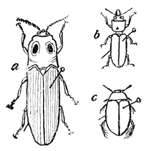 Fig. 138. Beetles&mdash;showing the pin through the right wing cover. a, Snapping beetle. b, Wood-boring beetle. c, Water beetle.