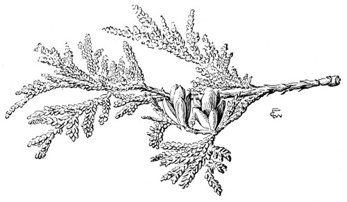 Fig. 244.  The Arbor-vit�. Nearly full size.
