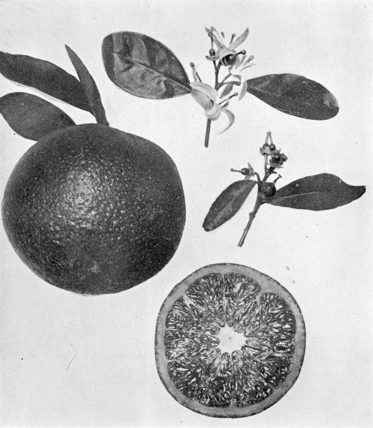 Plate XLV.