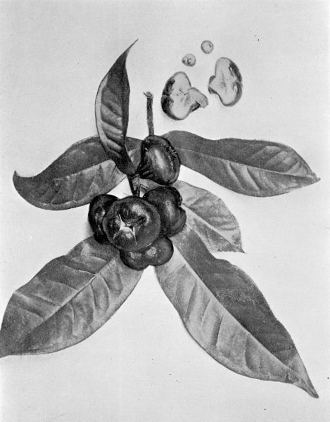 Plate XI.